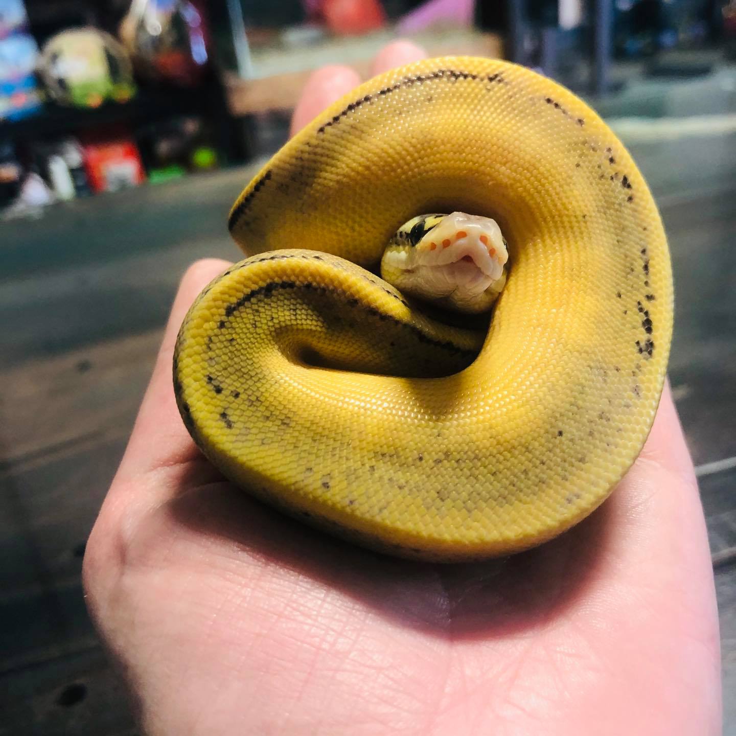 Ball Python Picture
